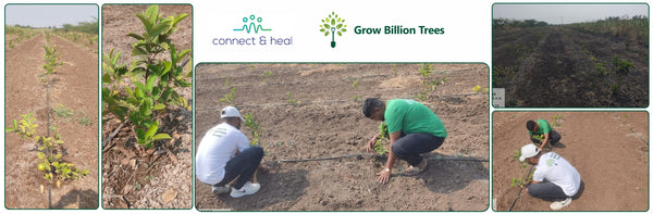 Rooting Health and Sustainability: Connect and Heal’s Green Initiative