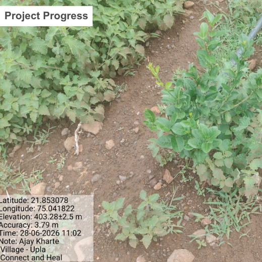 Connect and Heal Primary Care: Trees for a Thriving Planet – 6 months