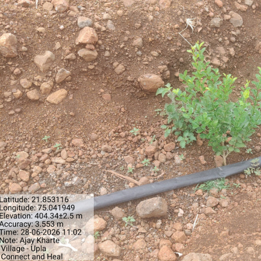 Connect and Heal Primary Care: Trees for a Thriving Planet – 6 months