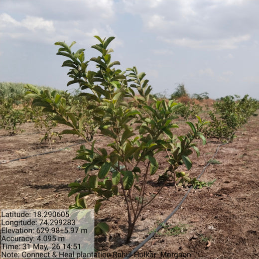 Rooting Health and Sustainability: Connect and Heal’s Green Initiative – 6 months