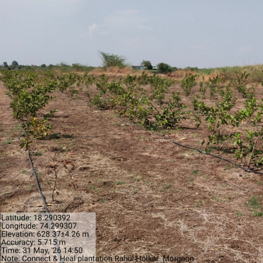 Rooting Health and Sustainability: Connect and Heal’s Green Initiative – 6 months