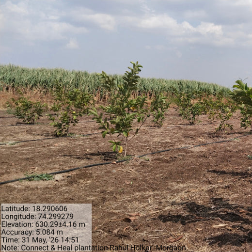 Rooting Health and Sustainability: Connect and Heal’s Green Initiative – 6 months