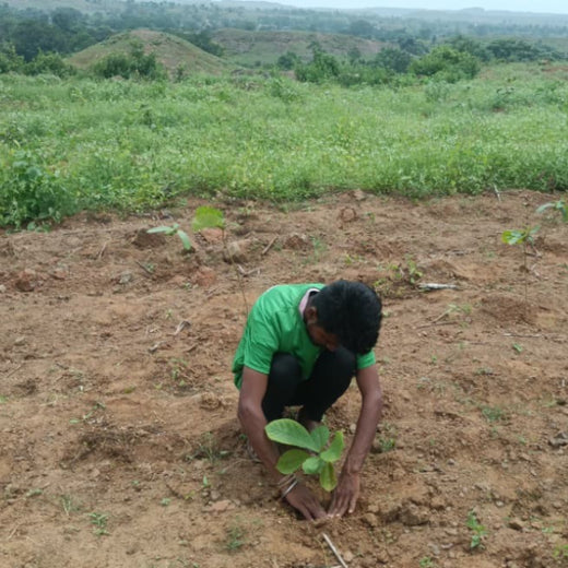 Connect and Heal Primary Care: Trees for a Thriving Planet – Planting