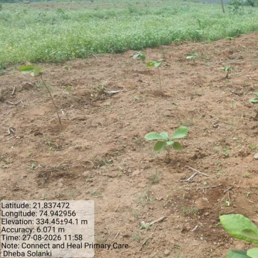 Connect and Heal Primary Care: Trees for a Thriving Planet – Planting
