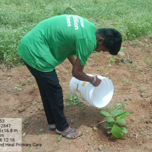 Connect and Heal Primary Care: Trees for a Thriving Planet – Planting