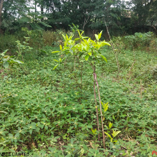 Digital Roots, Green Shoots: DOT PROFESSIONALS'  Urban Forest CSR Drive – 1 year