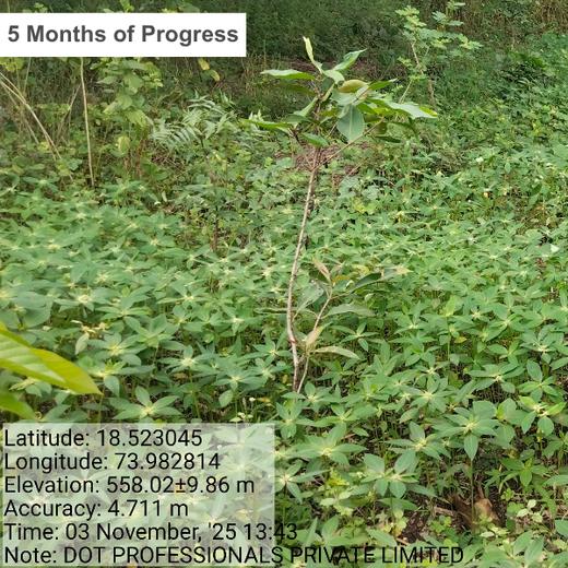 Digital Roots, Green Shoots: DOT PROFESSIONALS'  Urban Forest CSR Drive – 1 year