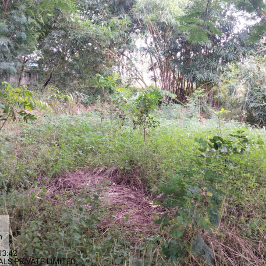 Digital Roots, Green Shoots: DOT PROFESSIONALS'  Urban Forest CSR Drive – 1 year