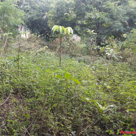 Digital Roots, Green Shoots: DOT PROFESSIONALS'  Urban Forest CSR Drive – 1 year