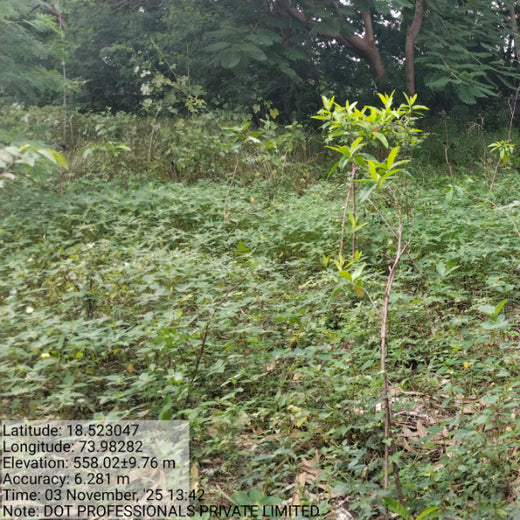 Digital Roots, Green Shoots: DOT PROFESSIONALS'  Urban Forest CSR Drive – 1 year