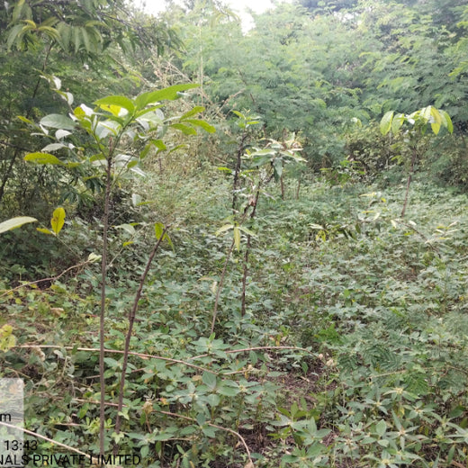 Digital Roots, Green Shoots: DOT PROFESSIONALS'  Urban Forest CSR Drive – 1 year