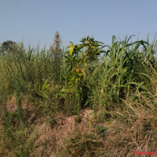 DWS Fosters Employee Engagement Through Tree Plantation Initiative – 2 years