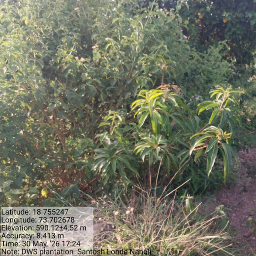 DWS Fosters Employee Engagement Through Tree Plantation Initiative – 2 years