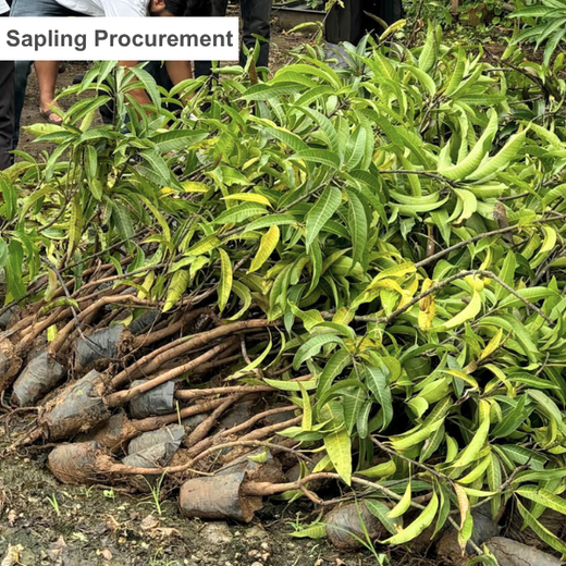 DWS Fosters Employee Engagement Through Tree Plantation Initiative – Planting