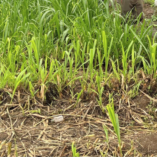 DWS Fosters Employee Engagement Through Tree Plantation Initiative – Planting