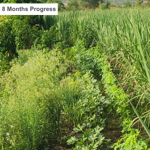 DWS Fosters Employee Engagement Through Tree Plantation Initiative – 1 year