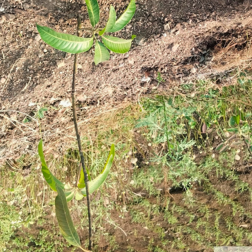 DWS Fosters Employee Engagement Through Tree Plantation Initiative – 1 year