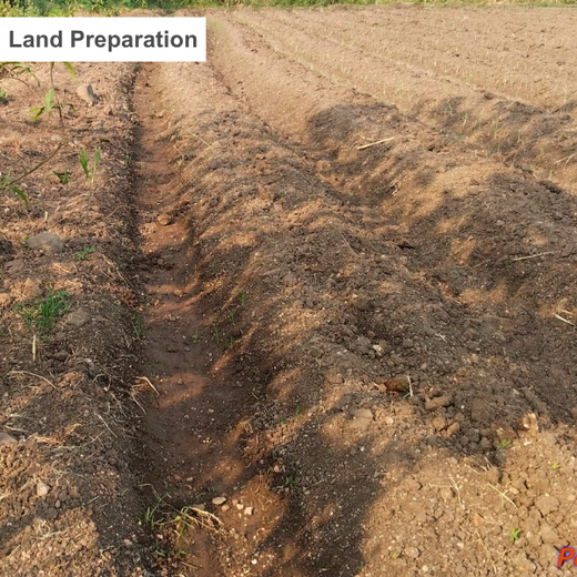 DWS Fosters Employee Engagement Through Tree Plantation Initiative – Planting