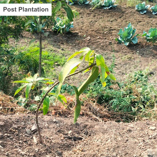 DWS Fosters Employee Engagement Through Tree Plantation Initiative – 1 year