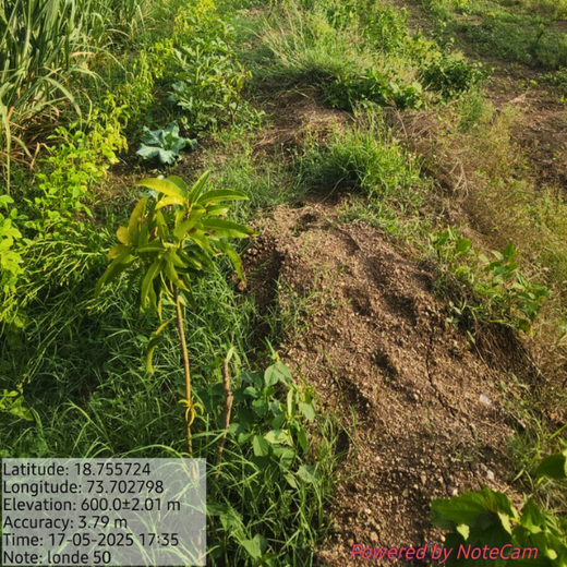 DWS Fosters Employee Engagement Through Tree Plantation Initiative – 1 year