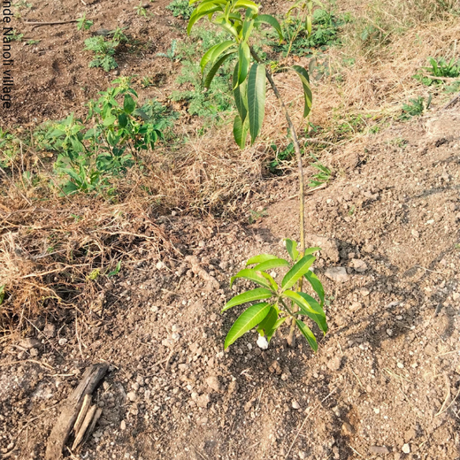 DWS Fosters Employee Engagement Through Tree Plantation Initiative – 1 year