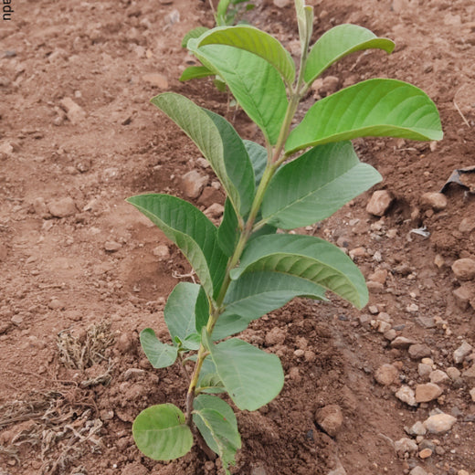 A Green Gesture by Deepa Dadu for a Golden Heart: Love that Lives On – Planting
