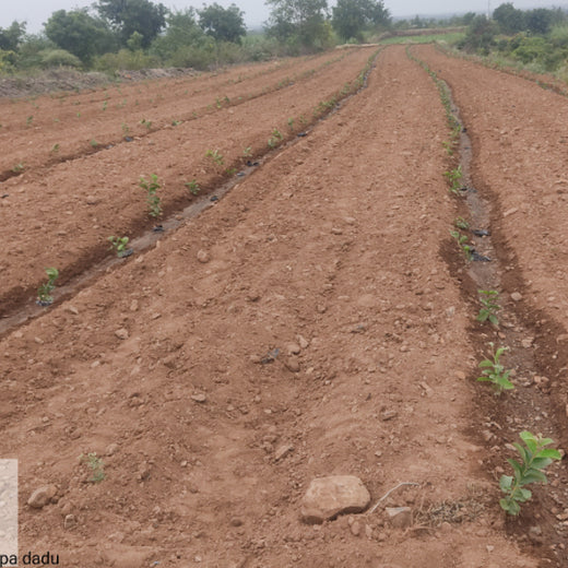 A Green Gesture by Deepa Dadu for a Golden Heart: Love that Lives On – Planting