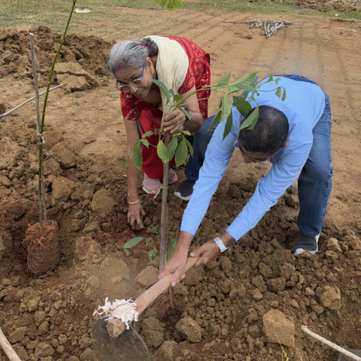 Magic, Love, and a Million Leaves: Celebrating Mehak at 10 – Planting