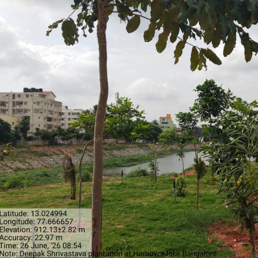 Long Live the Queens: Celebrating Wives' Birthdays with a Tree Plantation Tribute – 1 year