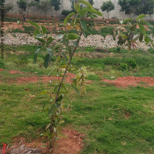 Long Live the Queens: Celebrating Wives' Birthdays with a Tree Plantation Tribute – 1 year