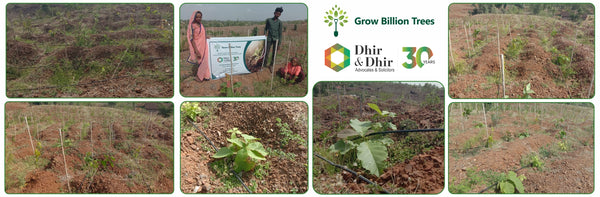 Law Meets Land: Dhir & Dhir Associates Drives Agroforestry for Environmental Justice