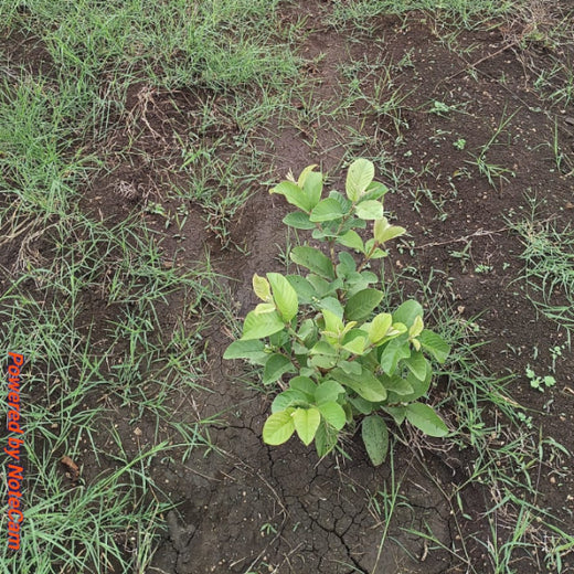 Digital Connexion Goes Green: Cultivating a Sustainable Future – 1 year