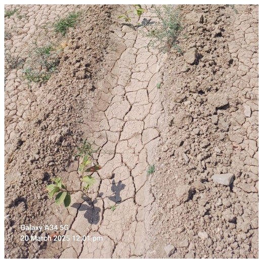 Digital Connexion Goes Green: Cultivating a Sustainable Future – 6 months