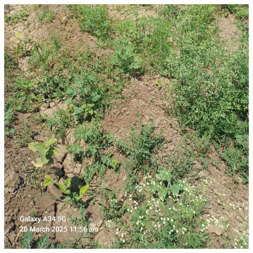 Digital Connexion Goes Green: Cultivating a Sustainable Future – 6 months
