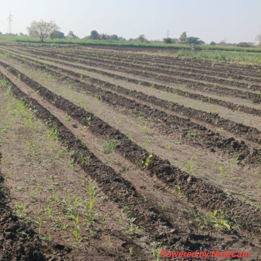 Digital Connexion Goes Green: Cultivating a Sustainable Future – 6 months