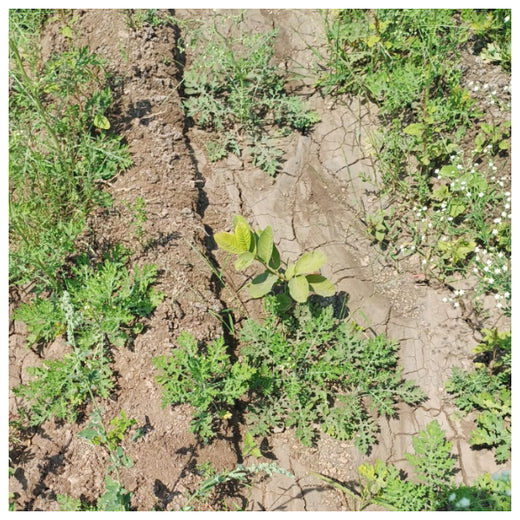 Digital Connexion Goes Green: Cultivating a Sustainable Future – 6 months