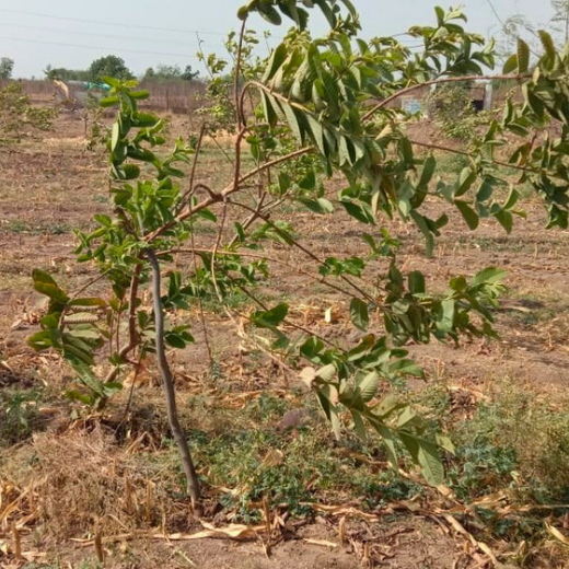 Branching Out: Digital Achievers Hub's Green Initiative for Subscribers – 6 months