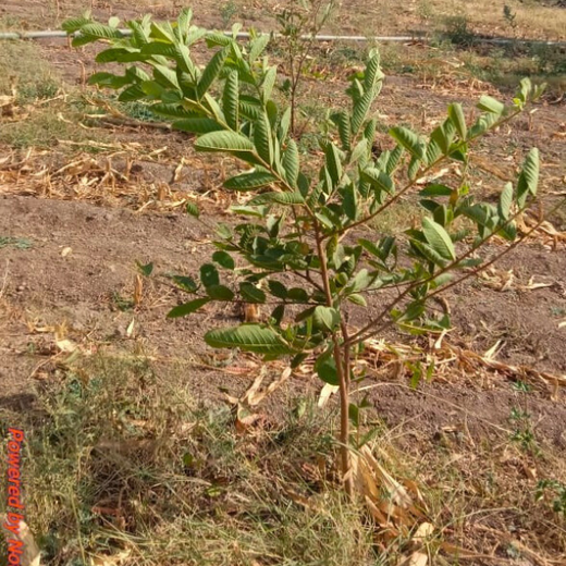 Branching Out: Digital Achievers Hub's Green Initiative for Subscribers – 6 months