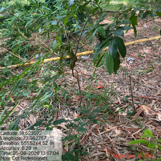 Digital Roots, Green Shoots: DOT PROFESSIONALS'  Urban Forest CSR Drive – 2 years