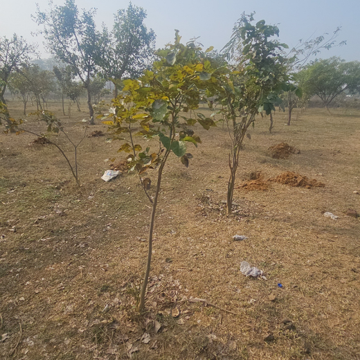 Forest in the Memory of Late Shri Ved Prakash Modi and Late Smt Nirmal Modi – 6 months