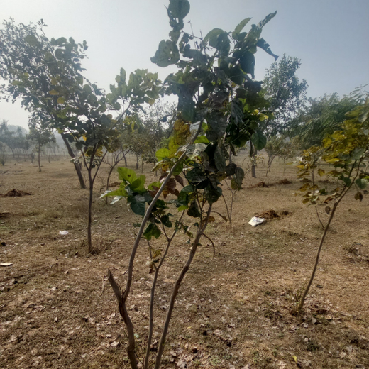 Forest in the Memory of Late Shri Ved Prakash Modi and Late Smt Nirmal Modi – 6 months