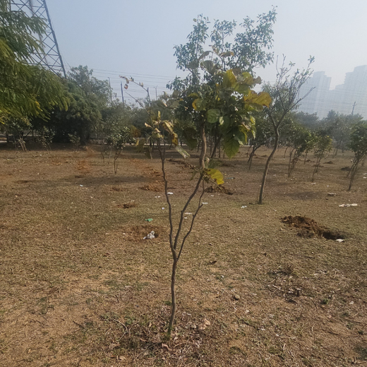 Forest in the Memory of Late Shri Ved Prakash Modi and Late Smt Nirmal Modi – 6 months