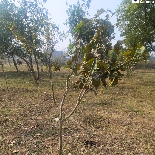 Forest in the Memory of Late Shri Ved Prakash Modi and Late Smt Nirmal Modi – 6 months