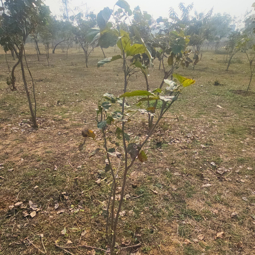 Forest in the Memory of Late Shri Ved Prakash Modi and Late Smt Nirmal Modi – 6 months