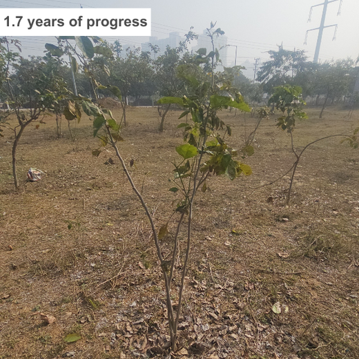 Forest in the Memory of Late Shri Ved Prakash Modi and Late Smt Nirmal Modi – 6 months