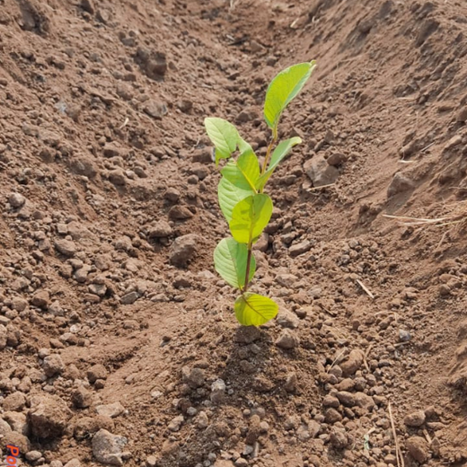 Dr. Reddy’s Empowering Farmers for a Greener Tomorrow – 1 year