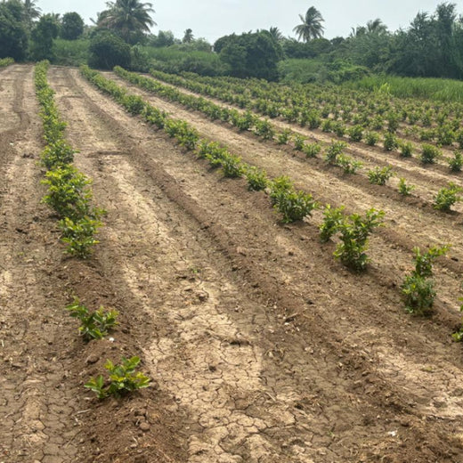 Planting Impact at CPHI India 2024: Dr. Reddy’s Agroforestry Journey – 1 year