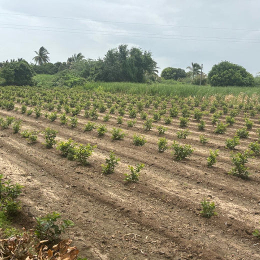 Planting Impact at CPHI India 2024: Dr. Reddy’s Agroforestry Journey – 1 year