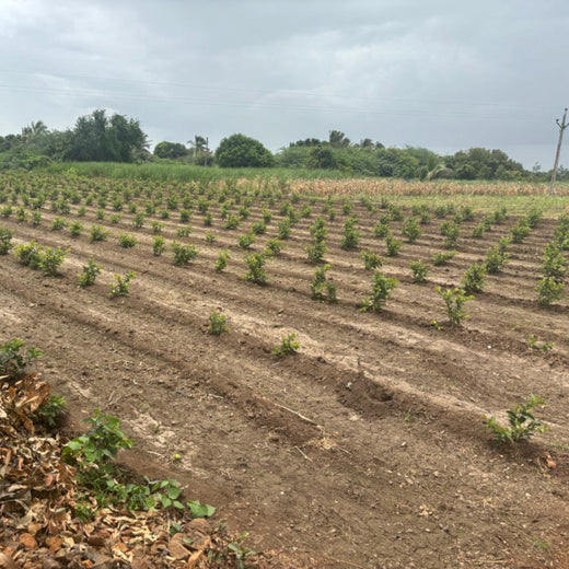 Planting Impact at CPHI India 2024: Dr. Reddy’s Agroforestry Journey – 1 year