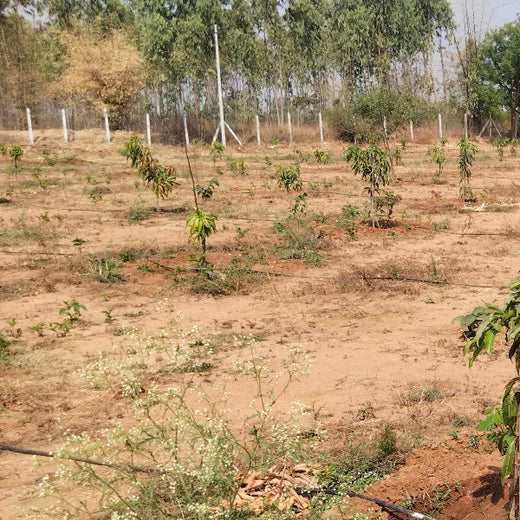 Balancing Carbon Footprint: Dr. Reddy’s Laboratories Green Initiative – 6 months